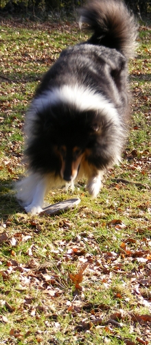 Maussprung