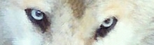 Wolfsaugen