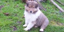 Colliewelpe sitzt