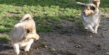 Colliewelpen Jagdspiel