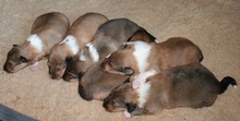 Colliewelpen